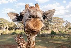 GIRAFFES AROUND THE GLOBE - The Safari Collection