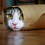 кіт Мурзик Котович