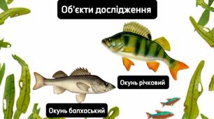 Презентація на тему "Складання характеристики за видовими критеріями"