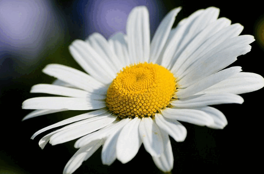050104ux-6d55-517x341.png