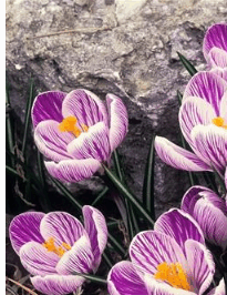 050104wn-9f63-205x266.png