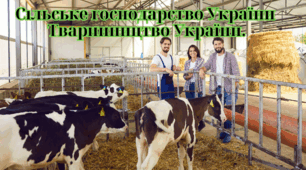Сільське господарство України Тваринництво України.