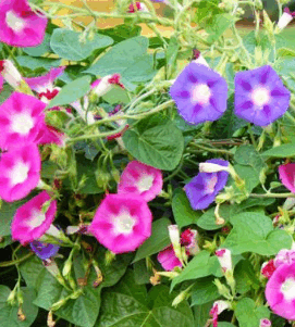 0501052c-93c0-271x301.png