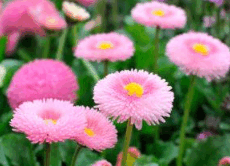 050105eb-424c-230x166.png