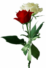 050106n6-1e1c-185x272.png