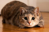 050106nq-65a1-189x126.jpg