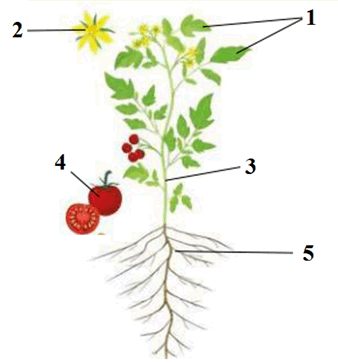 05010bvc-3324-338x364.png