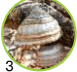 05010cgm-d99a-173x162.png