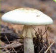 05010che-5e38-183x175.png