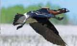05010d4s-5231-160x96.png
