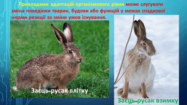 05010dyx-034f-640x360.png