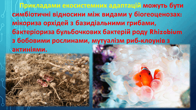 05010dzg-afc1-640x360.png