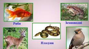  Амфібії,рептилії, птахи