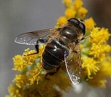 05010hm8-7f42-225x196.jpg