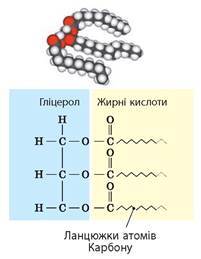 Ліпіди - Підручник з Біології. 9 клас. Задорожний - Нова програма