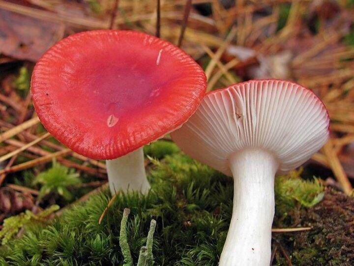 Міцелій Сироїжки пекучої, Russula emetica 100 г – фото, відгуки, характеристики в інтернет-магазині ROZETKA від продавця: Mycelium Trade | Купити в Україні: Києві, Харкові, Дніпрі, Одесі, Запоріжжі, Львові
