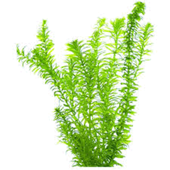 05010jb5-2a9a-351x351.png