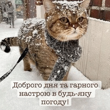 05010kg8-3a3a-376x376.png