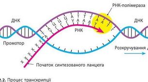 Контрольна робота з біології №1
