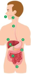 05010o4h-2e71-133x310.jpg