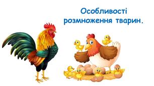 Презентація на тему "Особливості розмноження тварин." 6 клас НУШ
