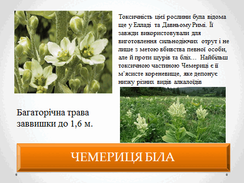 05010vk3-1953-480x360.png