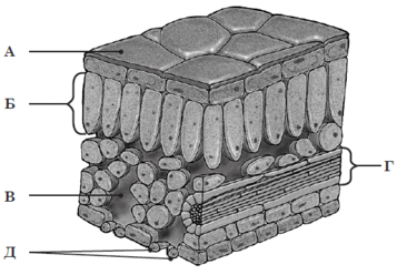 05010zyl-6350-357x248.png