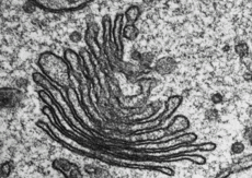 050113jq-b60d-230x163.png