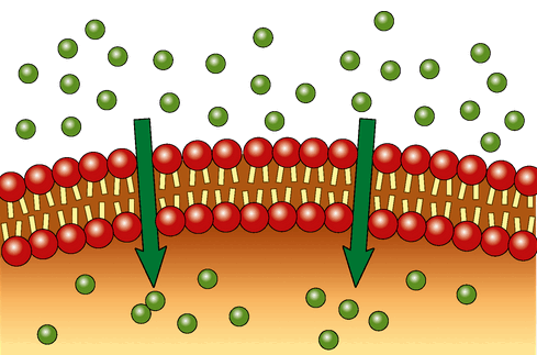 0501144s-db06-489x323.png