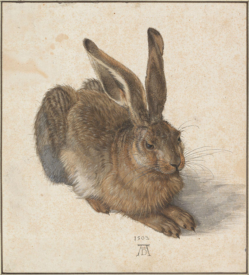 Альбрехт Дюрер, Заєць, (1502)