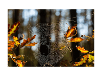 0501188s-3416-353x265.png