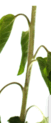 05011gyn-c77c-51x123.png