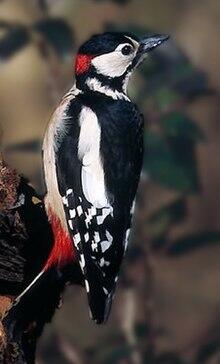 05011jv2-3ec3-220x364.jpg
