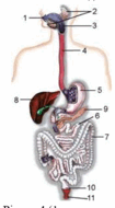 05011lbg-be32-105x190.png