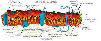 Клітинна мембрана — Вікіпедія