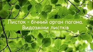 Листок, будова, функції та видозміни.