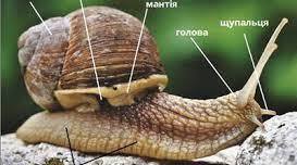 Адаптація