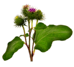 05011osy-6304-147x134.png