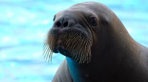 Всесвітній день моржа (World Walrus Day) відзначається щорічно 24 листопада 