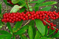 05011oxt-2188-196x130.jpg