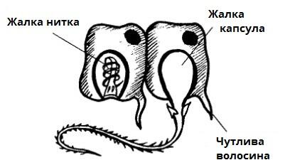жалкі клітини.jpg