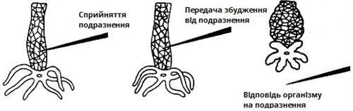 Нервова_гідра_українською.jpg