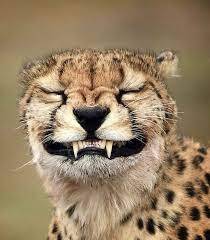 Pin by Ktskitty on Animals | Funny animal faces, Animal faces, Funny animals