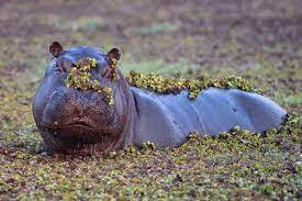 Cute Hippo Stock Photo - Download Image Now - Hippopotamus, Okavango Delta, Cute - iStock