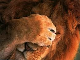 HD wallpaper: Funny Lion, brown lion, Animals, amazing animals wallpapers, lions wallpapers | Wallpaper Flare