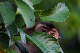 Macaque Sabah Borneo Stock Photo - Download Image Now - Monkey, Hiding, Photography - iStock