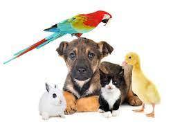Top British Pets 2022: Here are the 20 most popular pets in the UK - from loving cats and dogs to fish and ferrets