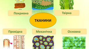 Тканини рослин