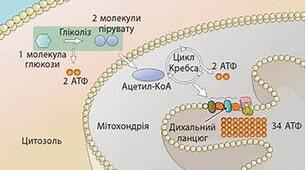 Обмін речовин та енергії