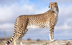 050124ka-4d90-236x147.jpg